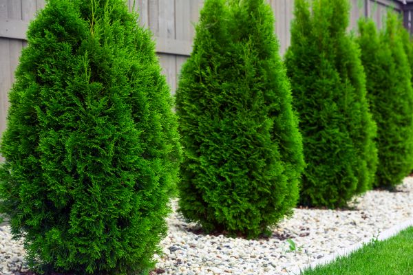 Arborvitae Planting in Madison