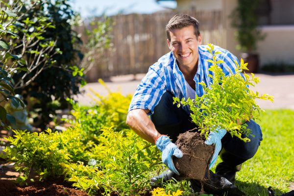 Bush Planting Service in Madison