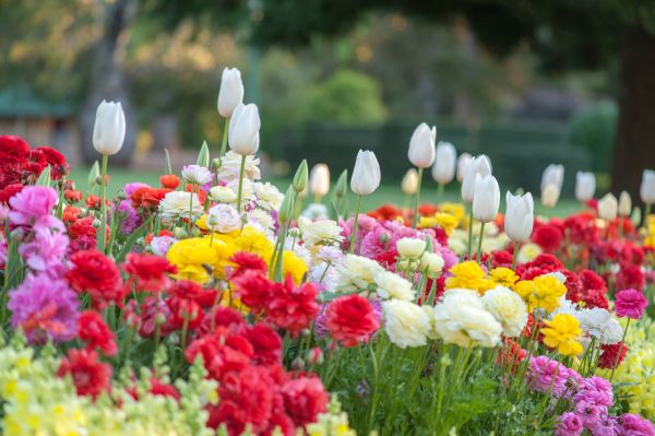 Gardening Service in Madison