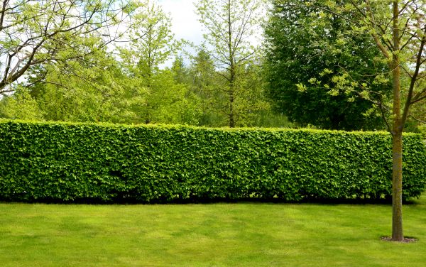 Hedge Planting in Madison