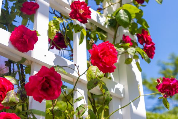Home Gardening Service in Madison