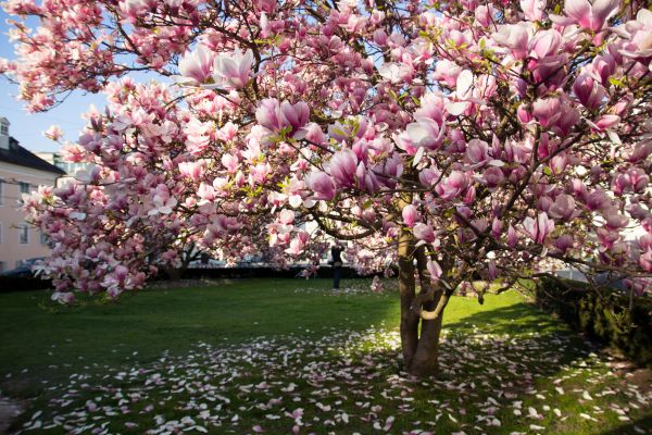 Magnolia Tree Planting in Madison