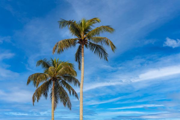 Palm Tree Planting in Madison