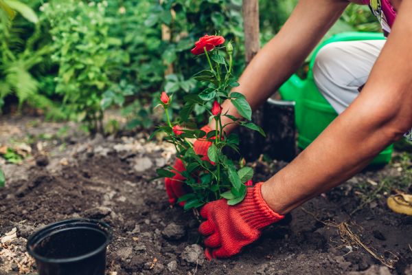 Planting Service in Madison