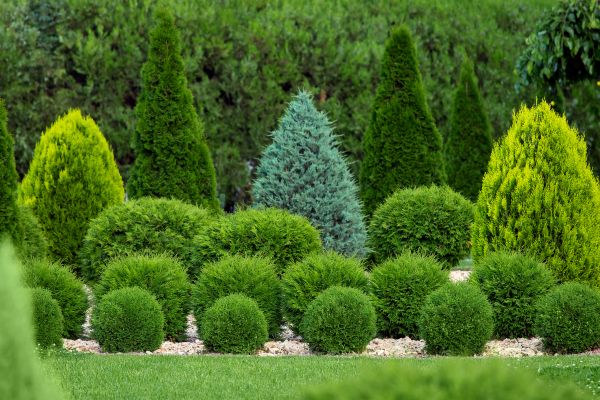 Shrub Replacement in Madison