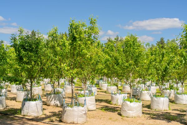 Tree Planting Service in Madison