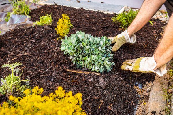 Weeding And Mulching in Madison