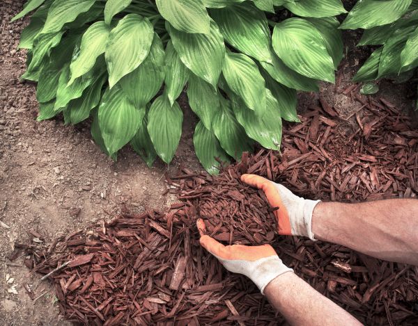 Shredded Mulch Service in Madison