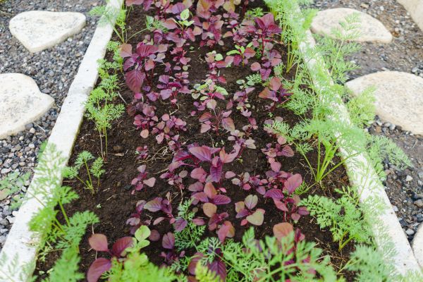 Edging Installation in Madison