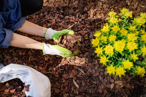 Pine Bark Mulch Installation in Madison