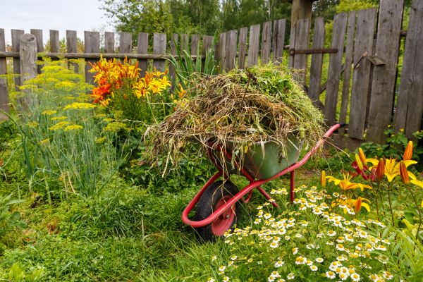 Garden Cleanup Service in Madison