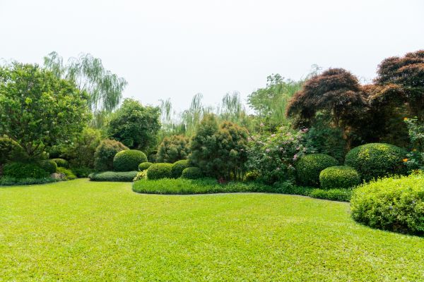 Tree Landscaping in Madison