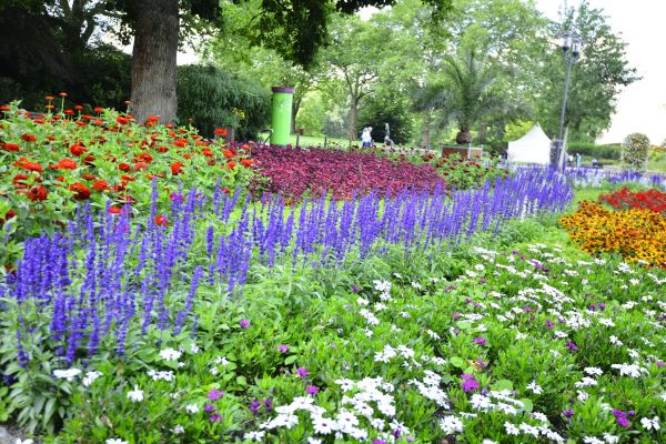 Perennials Planting in Madison