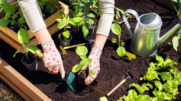 Garden Bed Installation in Madison