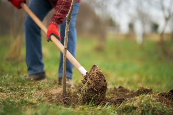 Trees Planting in Madison