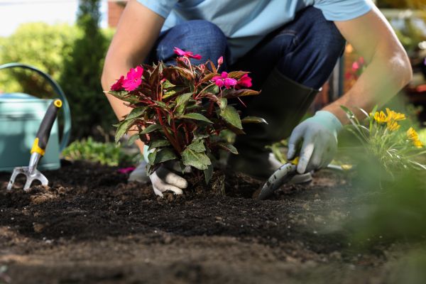 Plant Replacement in Madison