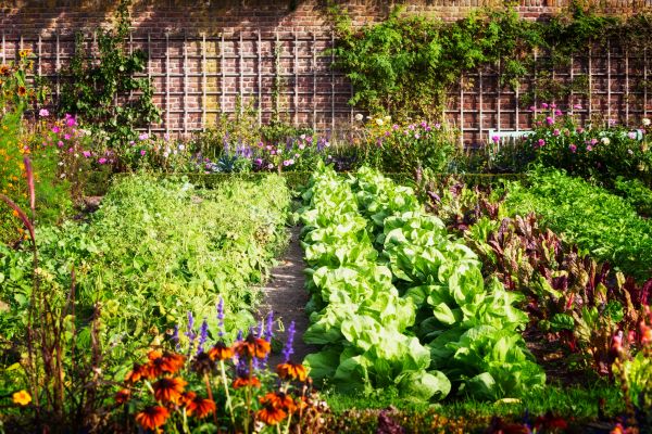 Garden Planting Service in Madison