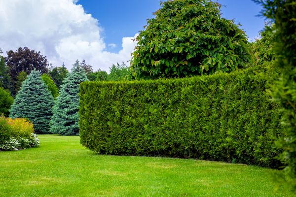 Hedge Landscaping in Madison