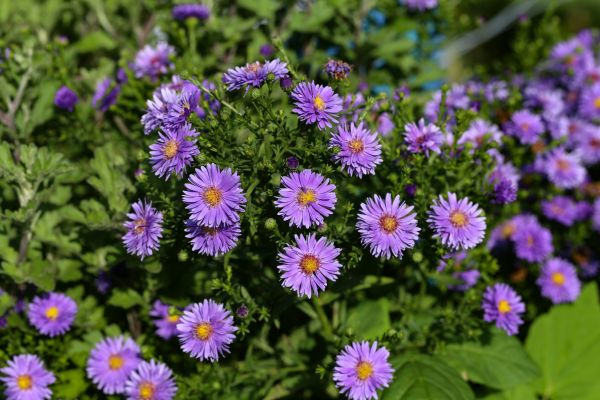 Perennial Flower Planting in Madison