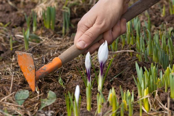 Flower Garden Weeding in Madison