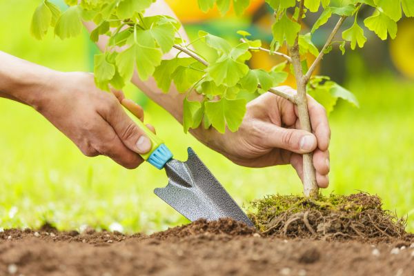 Fruit Tree Planting in Madison