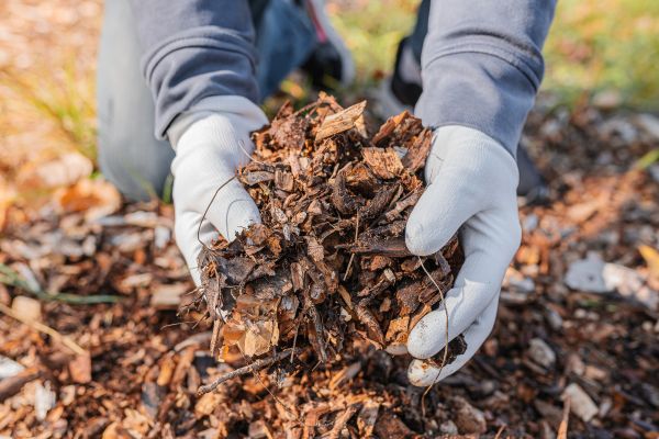 Shredded Mulch Installation in Madison