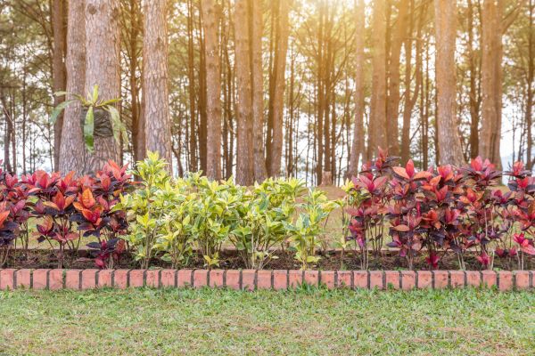 Small Garden Landscaping in Madison