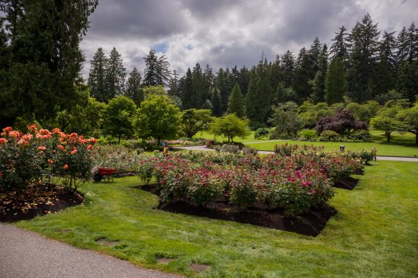 Flower Garden Landscaping in Madison
