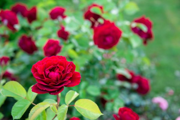 Rose Planting in Madison