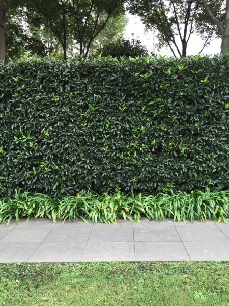 Privacy Shrub Planting in Madison