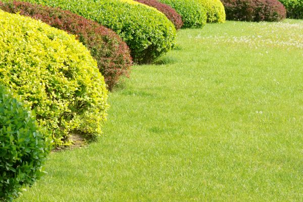 Shrubbery Planting in Madison