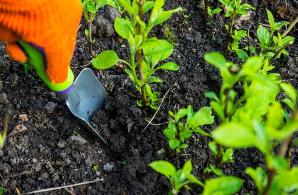 Hydrangea Planting in Madison