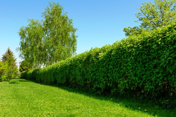 Hedge Replacement in Madison