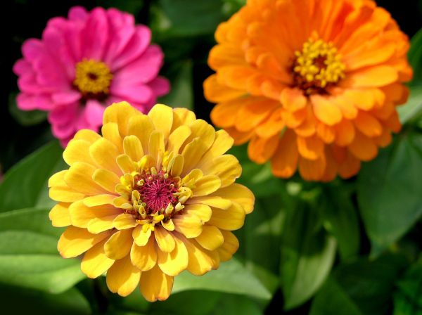 Zinnia Planting in Madison