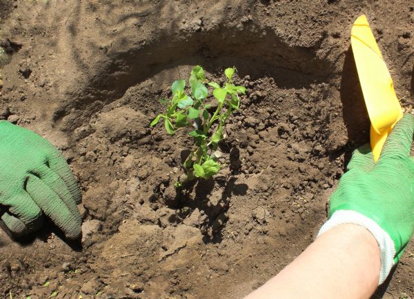 Rose Bush Planting in Madison