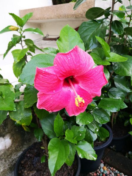 Hibiscus Planting in Madison