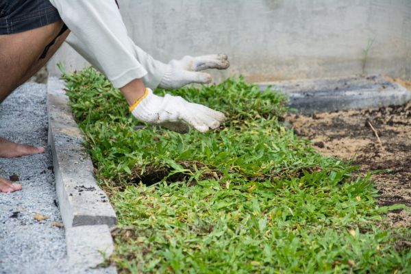 Ground Cover Planting in Madison