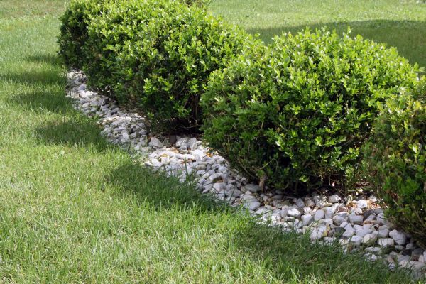 Boxwood Planting in Madison