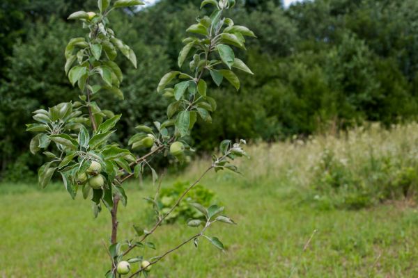 Apple Tree Planting in Madison